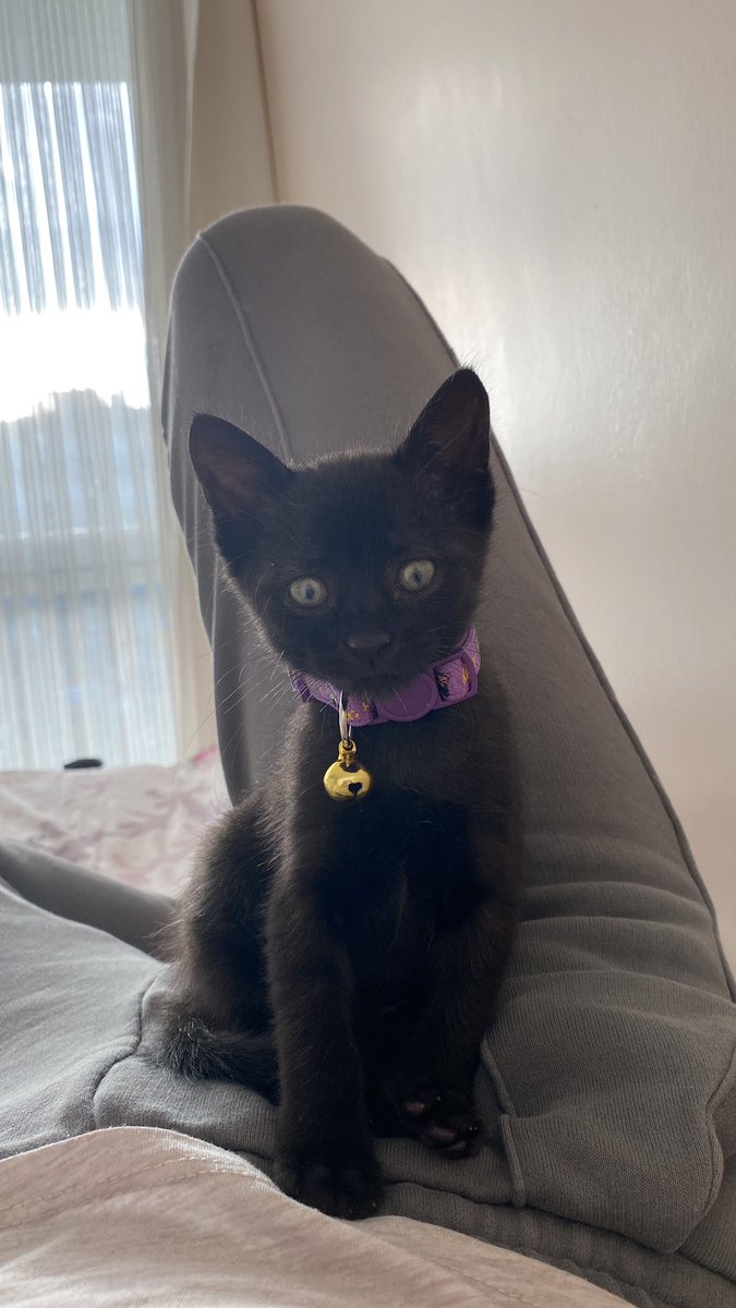 Ben Karam. 2 aylık çok güzel kızım. Bütün kardeşlerim yuvalandı fakat ama yuva çıkmadı şanssız kedi diyorlarmış bana :( ama oysa ki çok güzel şans getiririm. Bana yuvasını açıcak kimse yok mu? 

İstanbul / Pendik