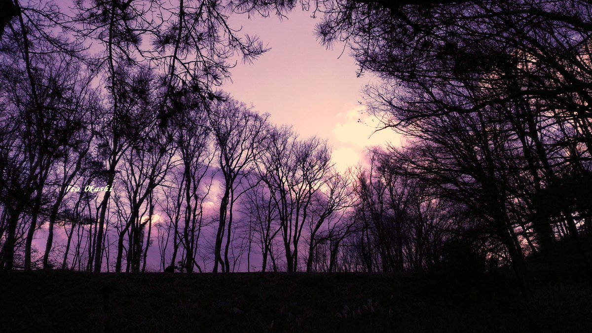 紫色の森💜
#写真を撮ってる人と繋がりたい