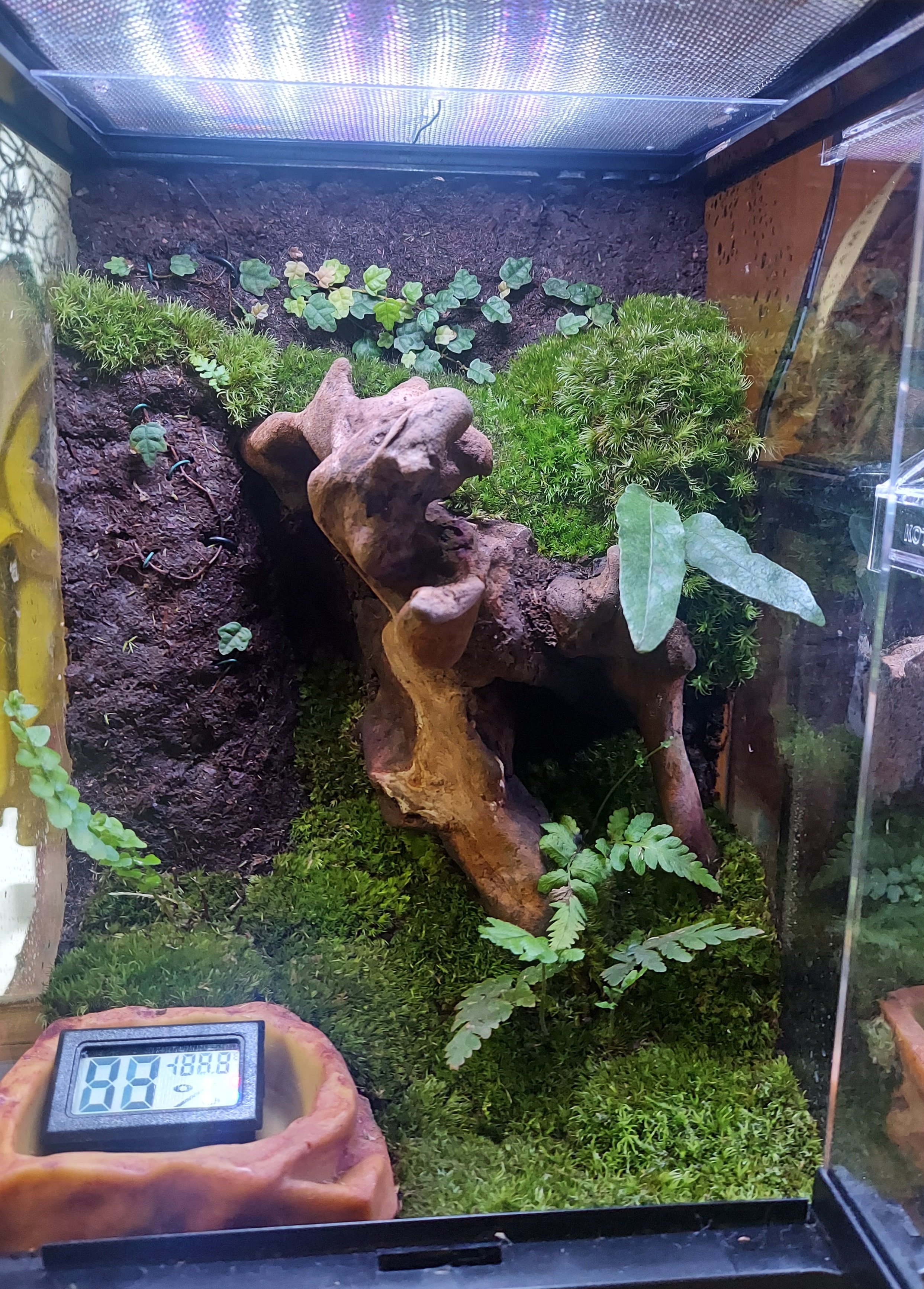 30㎝キューブ水槽 川ありイモリウム 苔の森