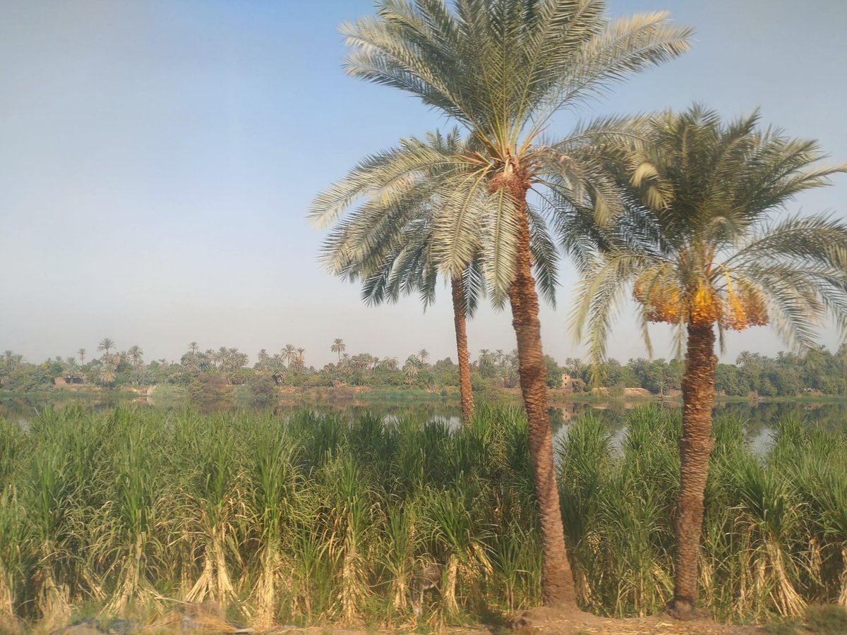 talisbosma's tweet photo. @RijkJoost Mijn agrarisch 2022 in Egypte https://t.co/soPQcvuV3f