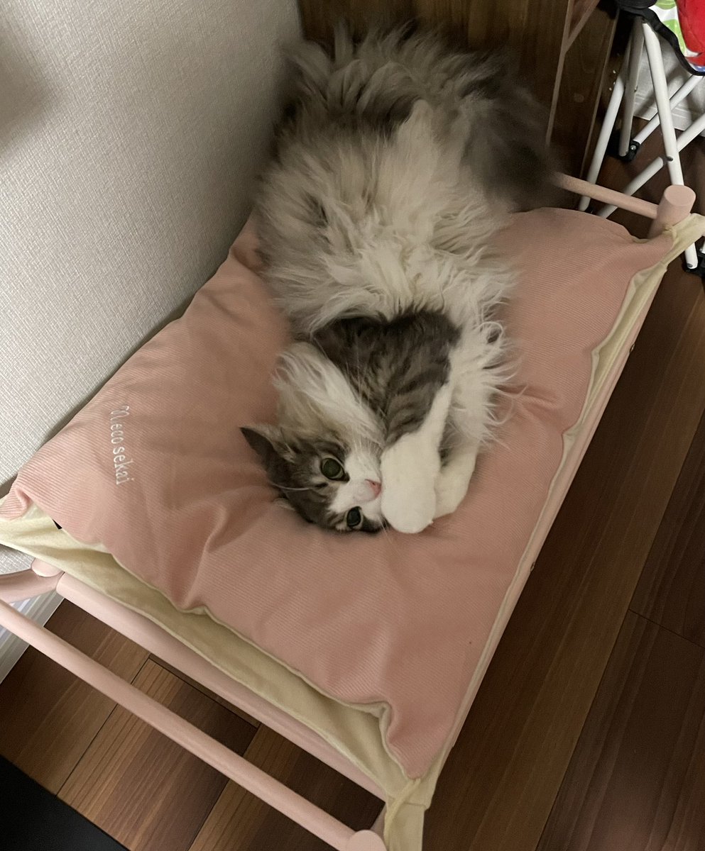 1710050146's tweet photo. 可愛すぎるウチの娘
＃猫 
#猫好きさんと繫がりたい https://t.co/aUYl867BBq