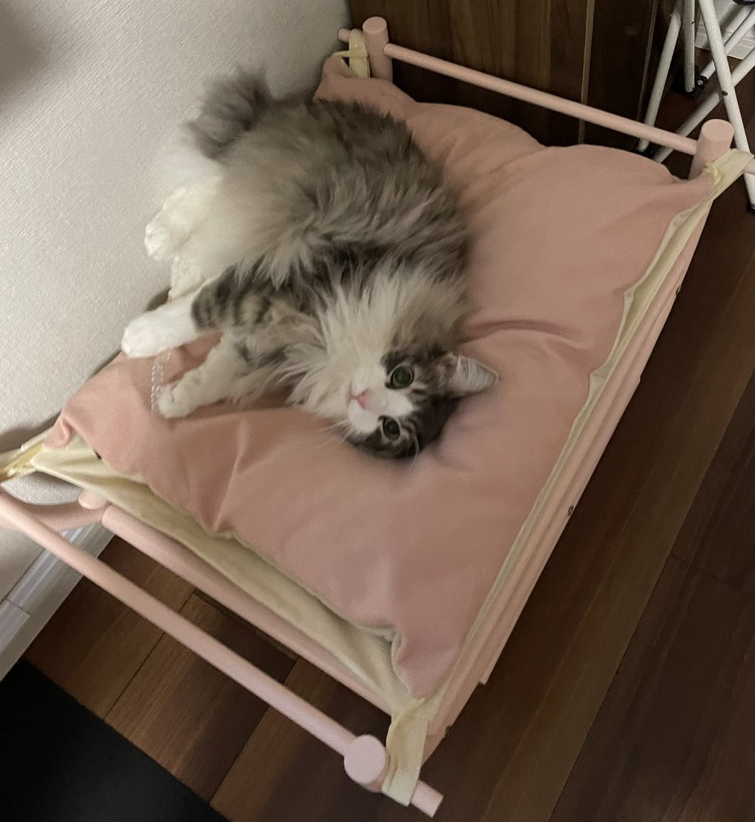 1710050146's tweet photo. 可愛すぎるウチの娘
＃猫 
#猫好きさんと繫がりたい https://t.co/aUYl867BBq