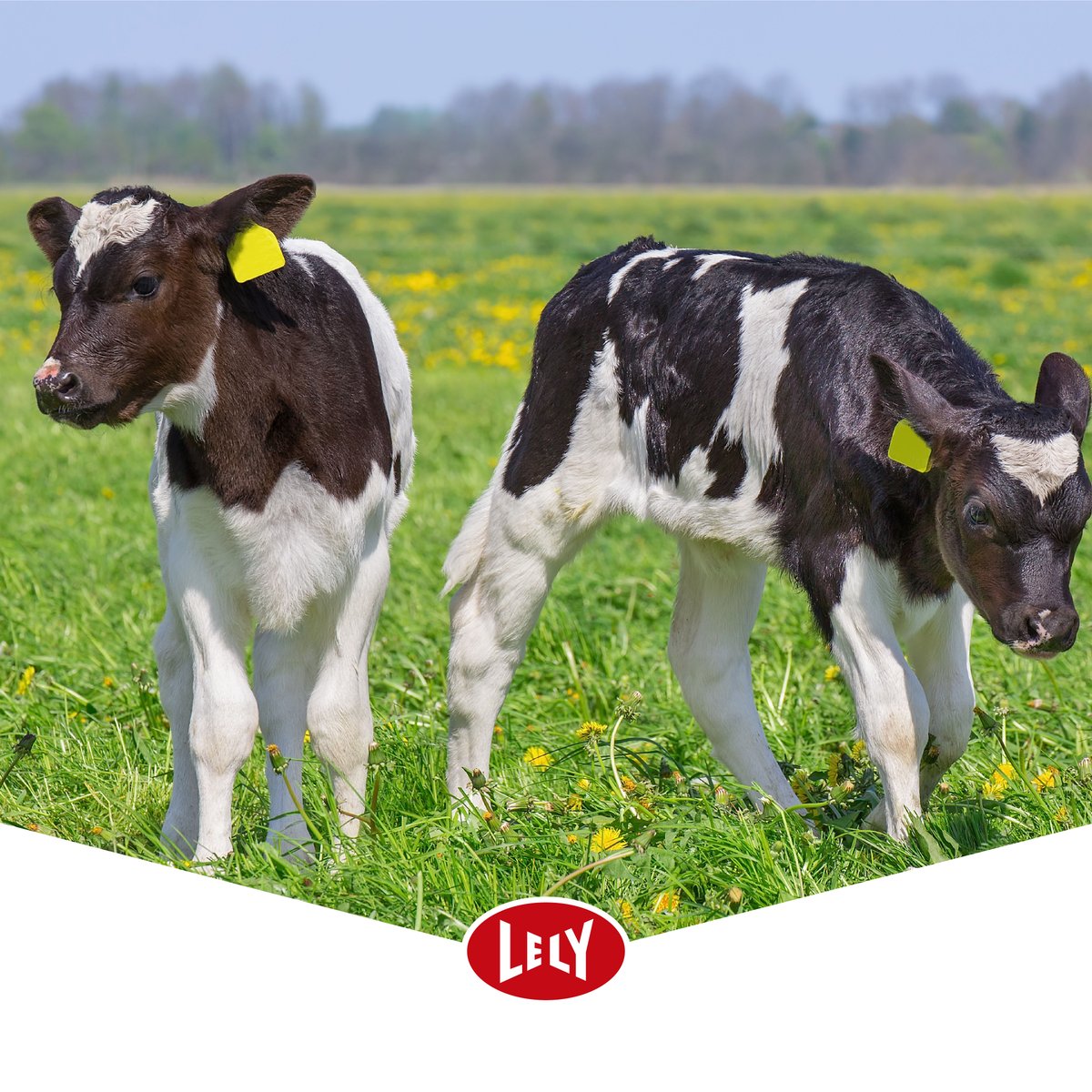 C'est la Journée nationale des jumeaux ! Avez-vous déjà assité à la naissance de veaux jumeaux sur votre ferme ? 🐄🐄