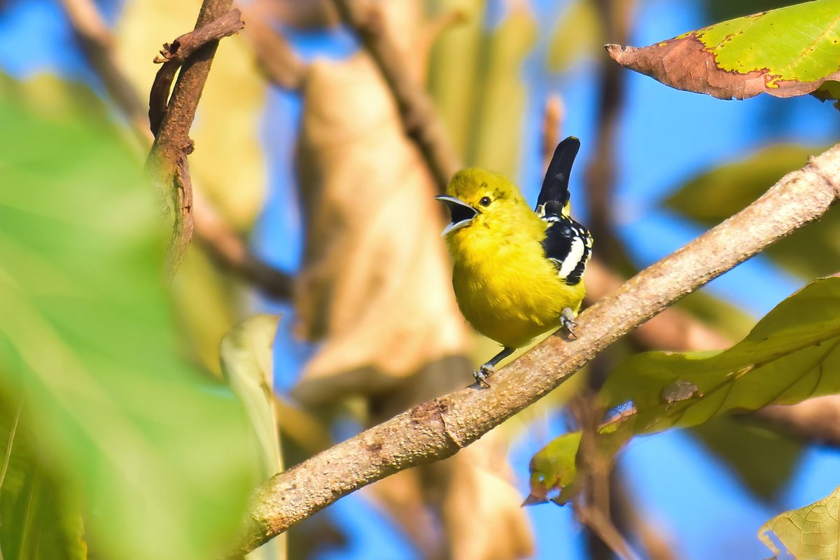 ShivaJmc12's tweet image. A Sweet, Heart touching call of little heart! 
 
#Commoniora @pargaien @UKNikon #indiaves @Natures_Voice #ThePhotoHour @NikonIndia #birdphotography @world_the_bird #birds #birdwatching #BBCWildlifePOTD #BirdsSeenIn2022 @amazingbirds11 @natgeowild @DiscoverKorea_ @AnimalPlanet