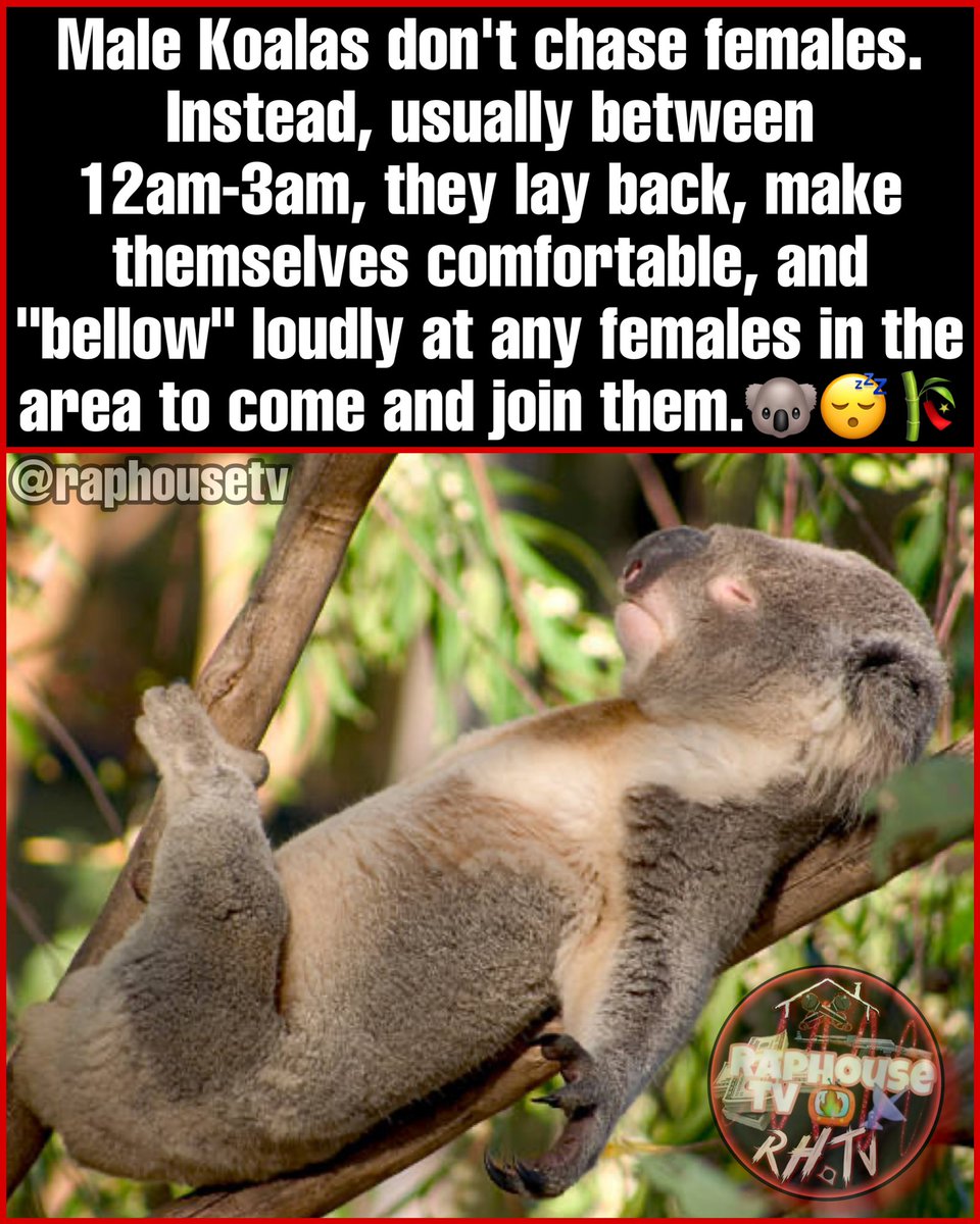 raphousetv2's tweet image. Most Male Koalas don&apos;t chase females.
Instead, usually between 12am-3am, they lay back, make themselves comfortable, and &quot;bellow&quot; loudly at any females in the area to come and join them.🐨😴🎋