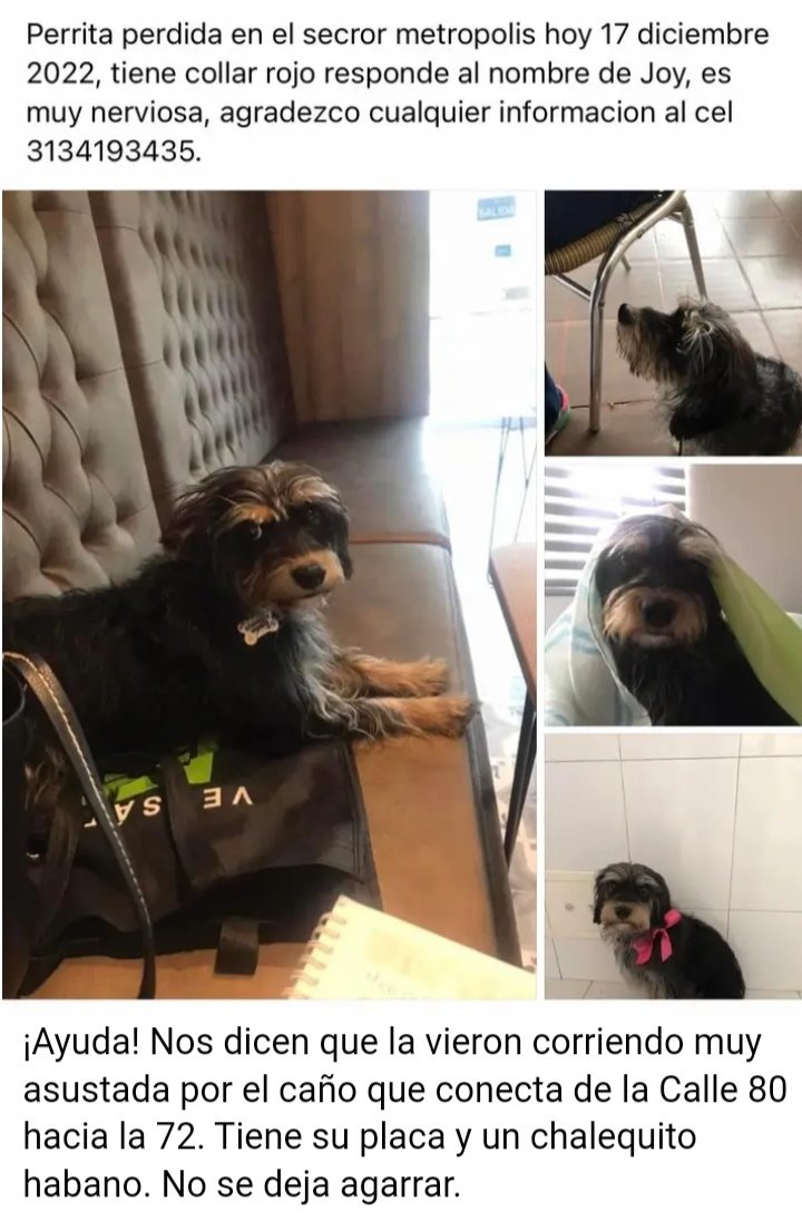 Tailo tweet media