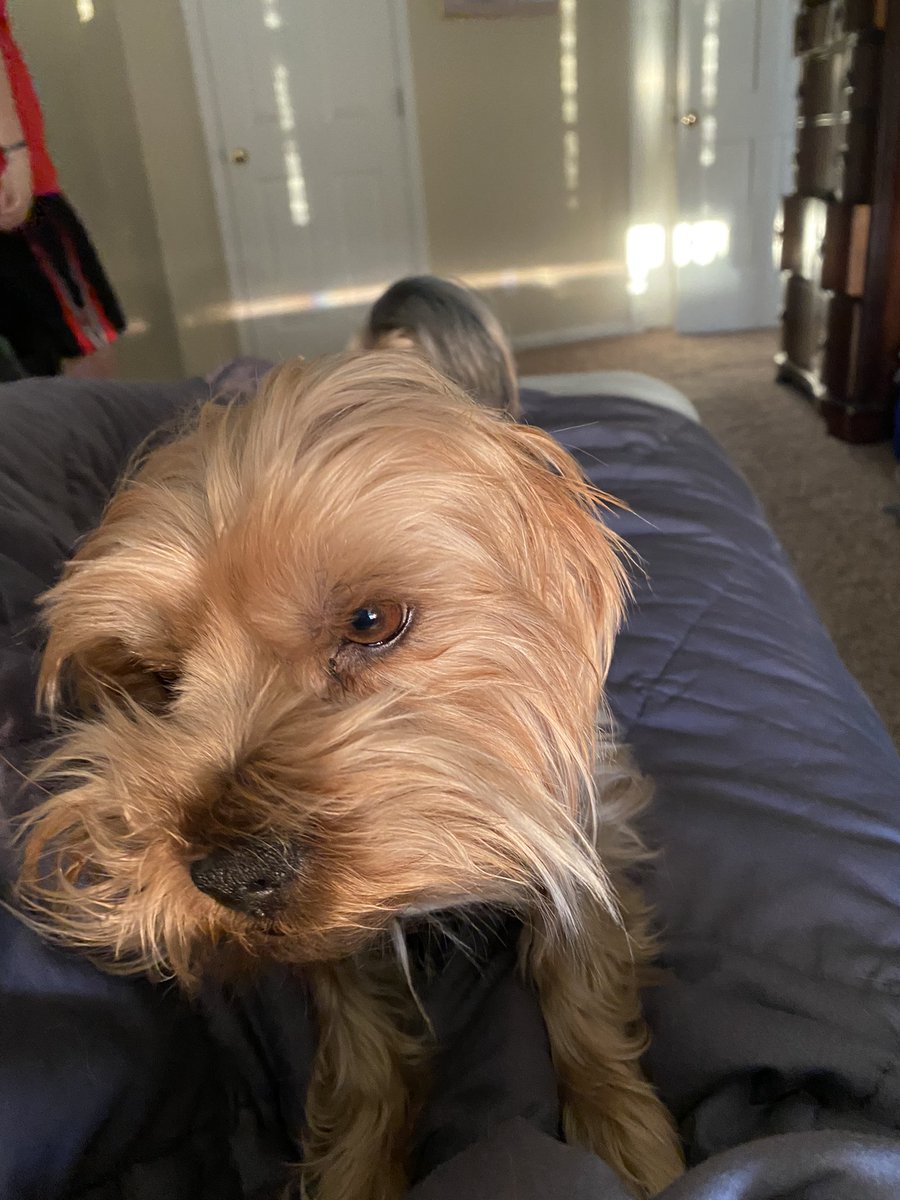 Jetnetter's tweet photo. @TheRubyRedWoman He misses you too! He’s been hanging out with his cousin, Jack, and the two of them decided that they wanted to roam the backyard at 4:00 this morning. For 10 minutes!!! 😂 https://t.co/S9vP8MGhyR