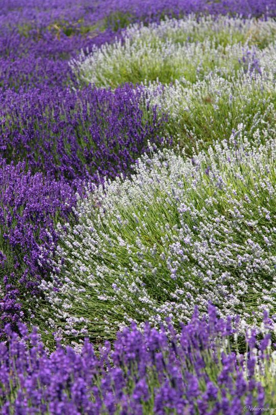 lavender field.