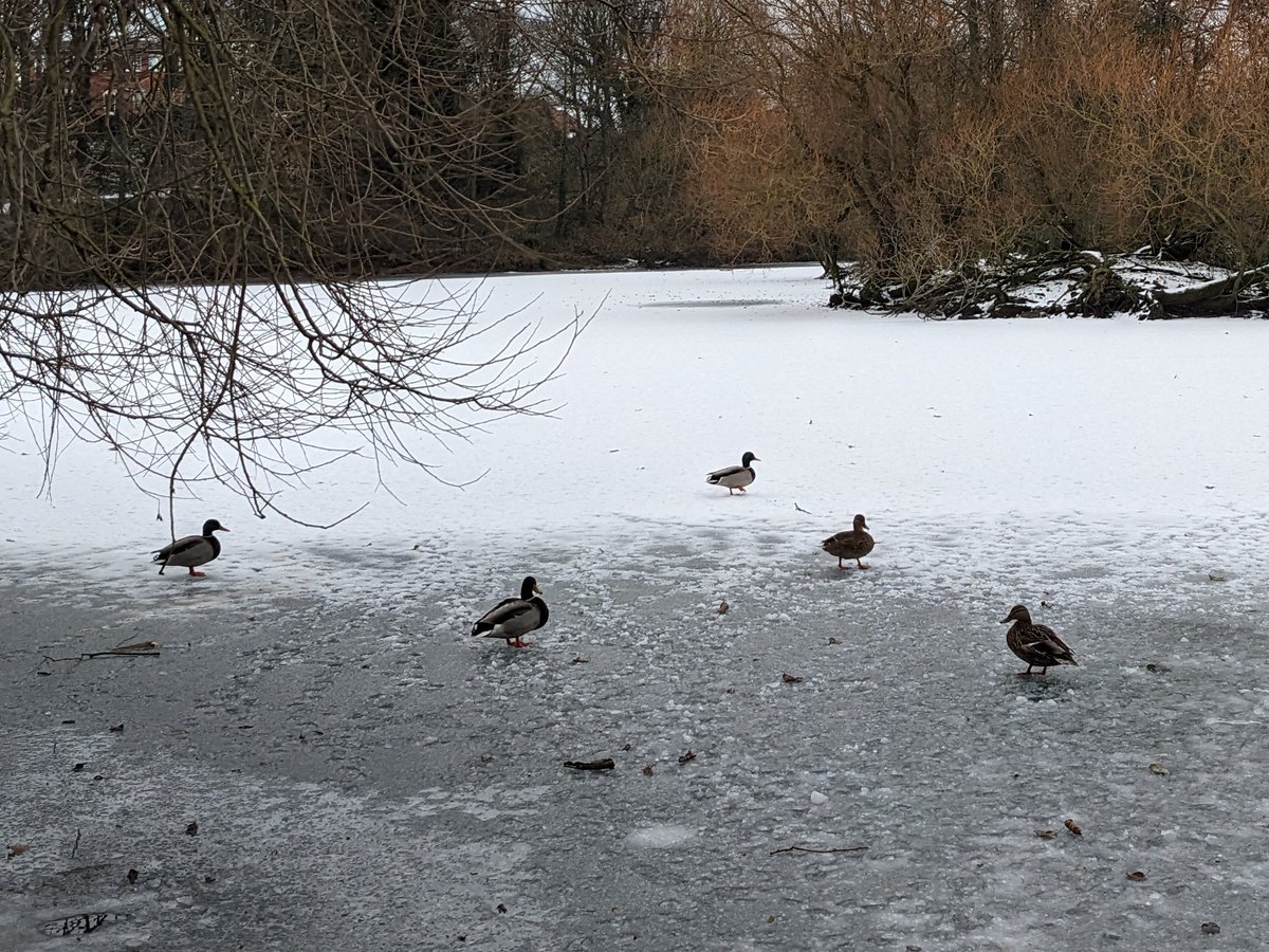 Lake is still frozen at #MardenQuarry but these ducks seem pretty...chill...about it 😂❄️🦆 #WhitleyBay #Cullercoats