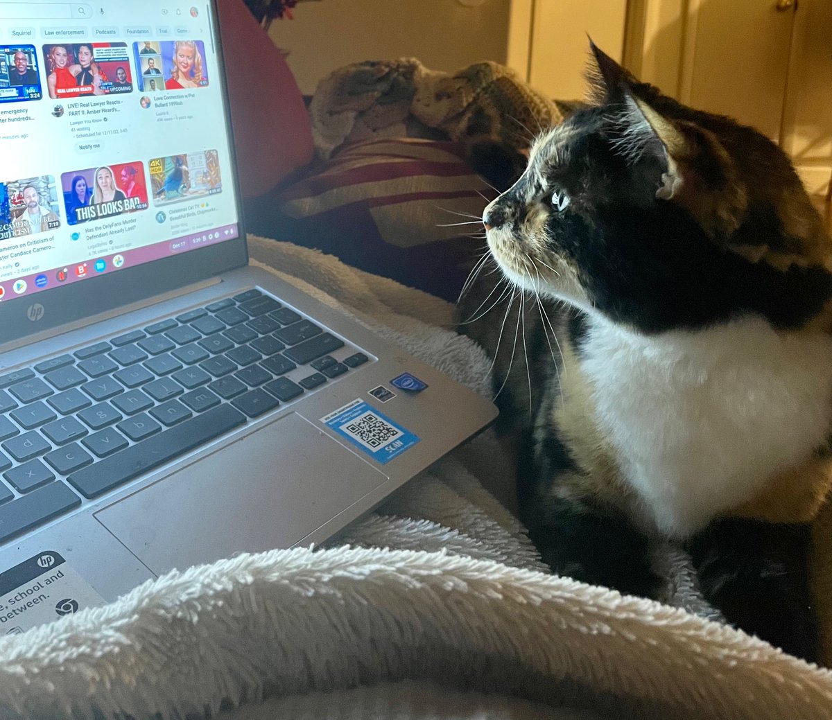 MishyNatalie's tweet photo. Bella last night … checking out YouTube, trying to figure out which video she was going to watch! 🧐🤓🙀😻🫶🏻♥️💞 #bella #bellathecat #CatsOfTwitter #meow #bellalovesyoutubetoo #thecatwhowatchesyoutube https://t.co/5fBy5HGR8E