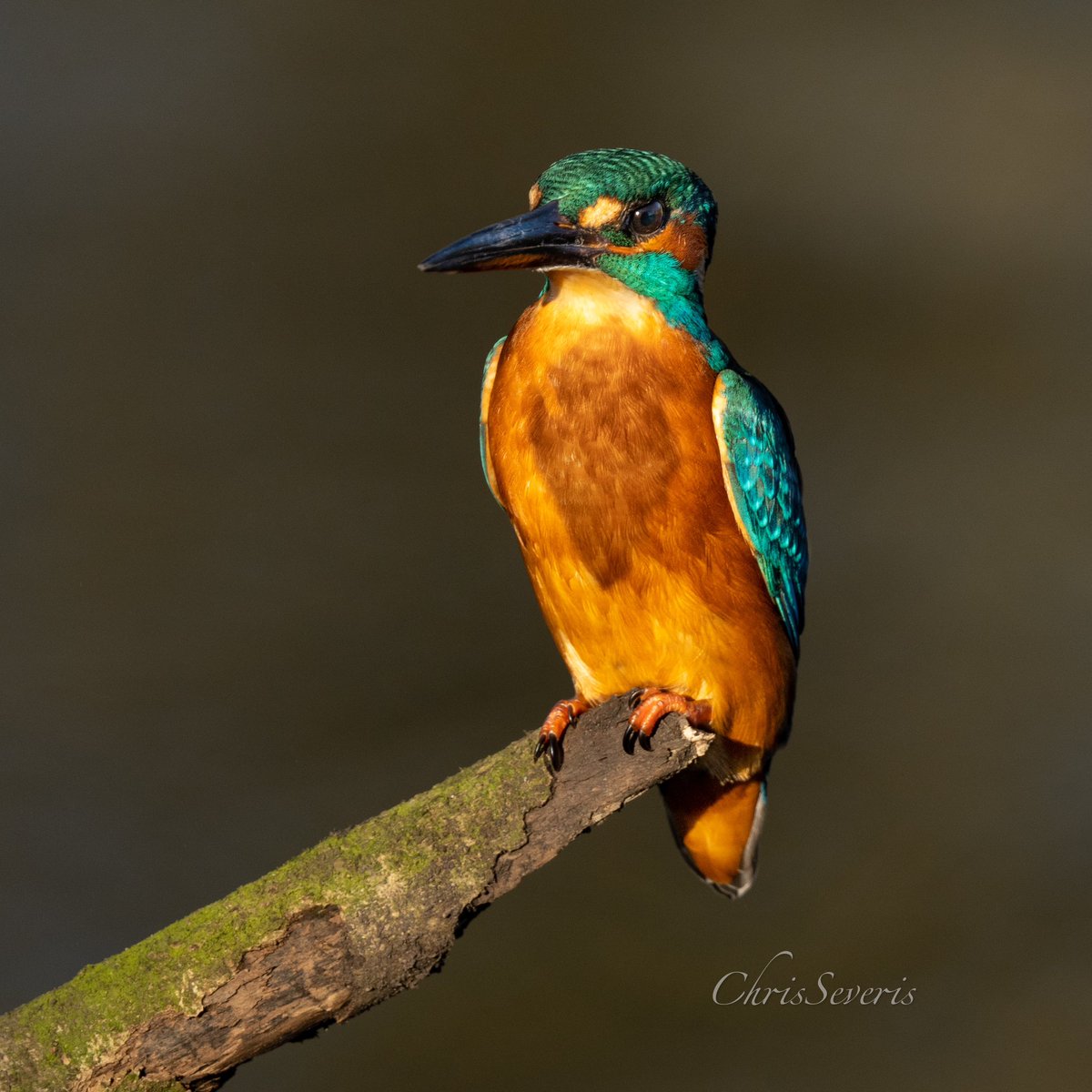 Chris Severis tweet media