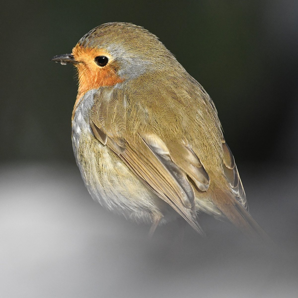 LondonNaturePi2's tweet photo. It’s been an amazing weekend, a switch of location, some snow a log and a camera, the Robin does the rest, what a beautiful creature. 

#TwitterNaturePhotography #TwitterNatureCommunity #BirdsOfTwitter #birdwatching https://t.co/ZntSpI9n8H