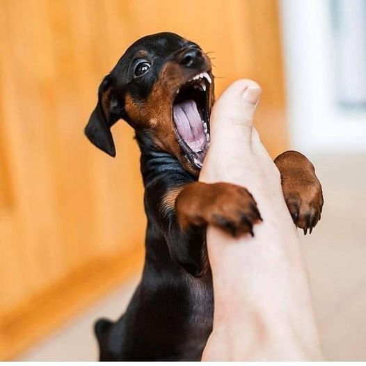 dachshund_inc's tweet image. small monster😍😂