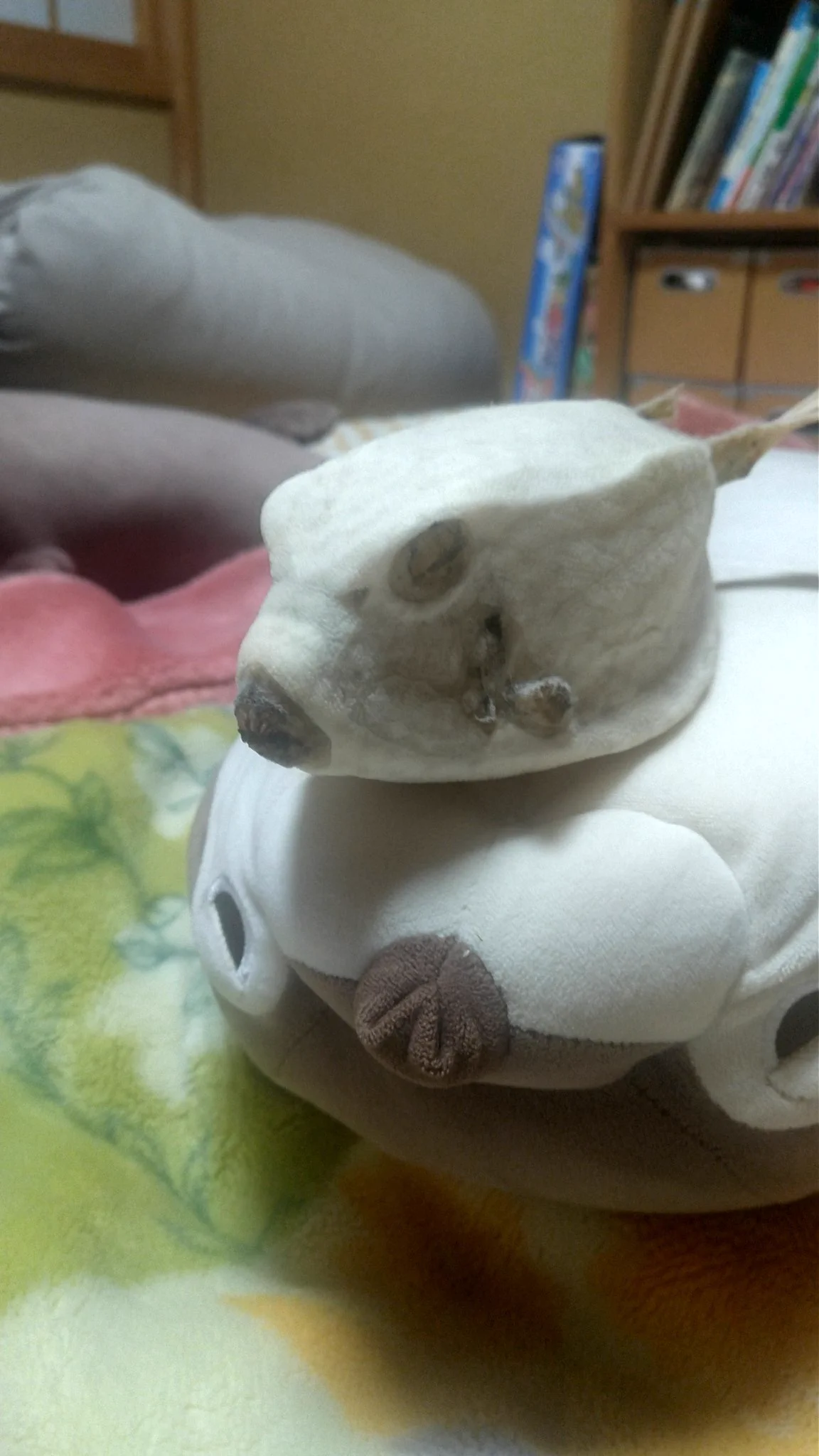 @Dmb_fish うちのハコフグ 