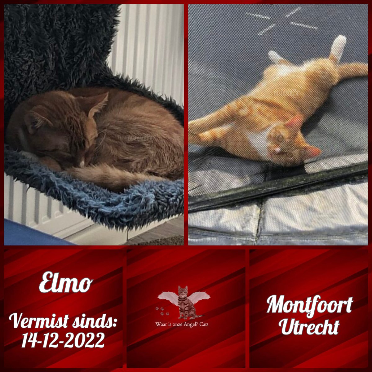 Elmo #Vermist sinds 14-12-2022 te #Montfoort #Utrecht #Nederland 

facebook.com/photo?fbid=457…
