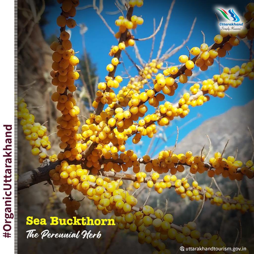 UTDBofficial's tweet photo. Sea buckthorn is found in the high altitudes here and  is locally used by the tribal communities of Uttarkashi, Chamoli and Pithoragarh. The orange fruit has been used medically to treat skin ailments and minor cuts. It is the curative aspect of the fruit that is engaging. https://t.co/qx7vHb0FzB