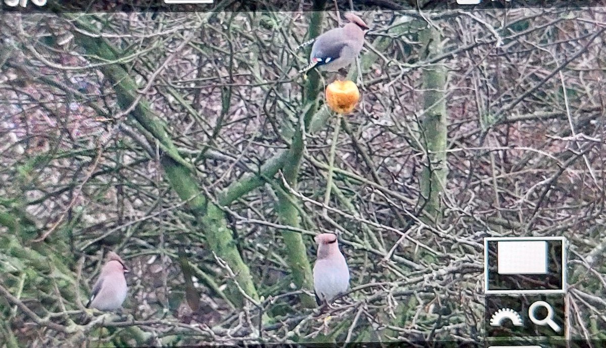 When you step out into the garden and your final #LocalPatch tick of the year is just waiting for you...4 Waxwings. 😃
#Northumberland