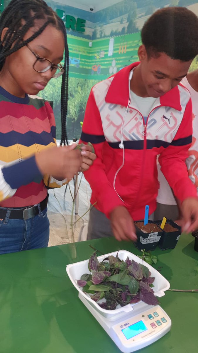GreenLab_bi's tweet photo. WEEK 7: HARVEST TIME!!!!! Kimberley Technical High School learners are harvesting their herbs. https://t.co/MX3RzeiqJP