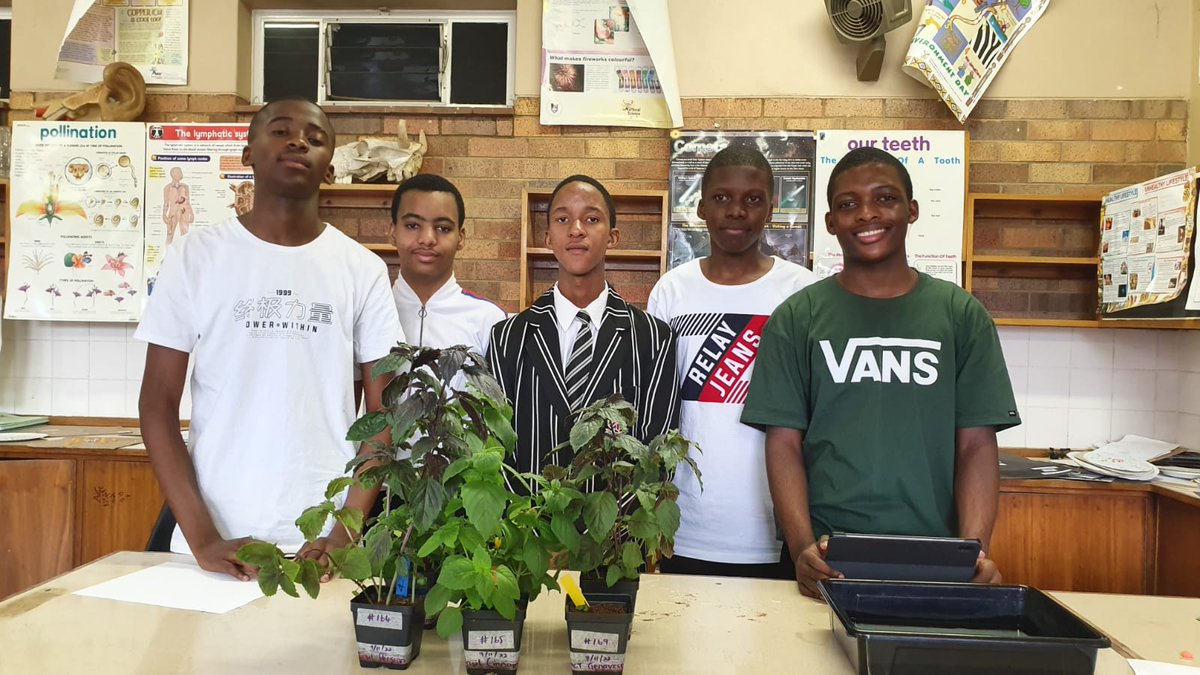 GreenLab_bi's tweet photo. WEEK 7: Harvest Time!!!! Kimberley Boys High learners harvesting their herbs. Trial one done and dusted. The boys had an amazing time. https://t.co/vB0nbbJrSC