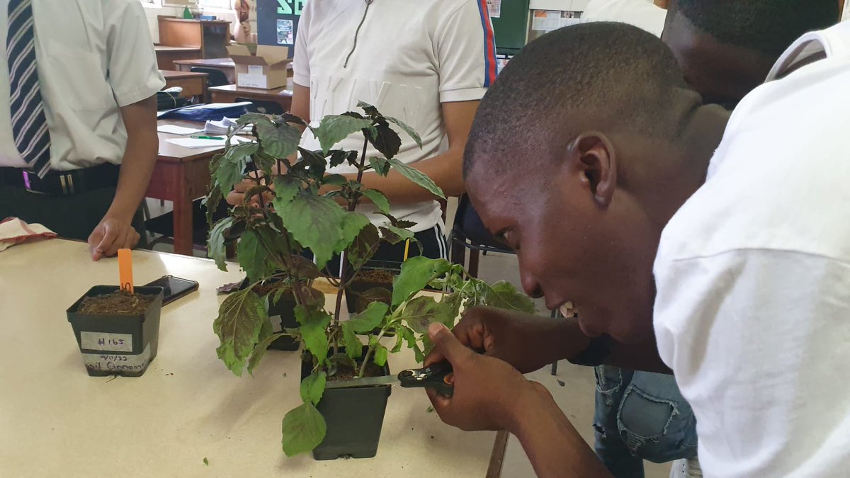 GreenLab_bi's tweet photo. WEEK 7: Harvest Time!!!! Kimberley Boys High learners harvesting their herbs. Trial one done and dusted. The boys had an amazing time. https://t.co/vB0nbbJrSC