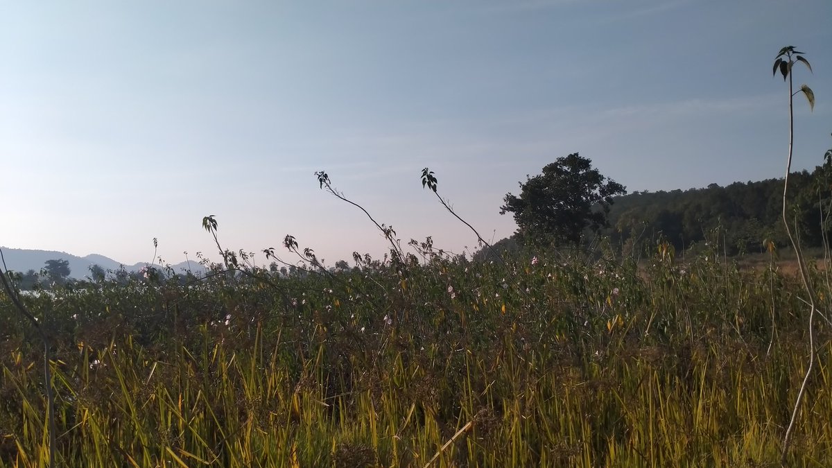 JpChaturbhuja's tweet photo. #naturelovers  💚
#Itsjp #nature #lifestyle https://t.co/iH1wiAPSCs