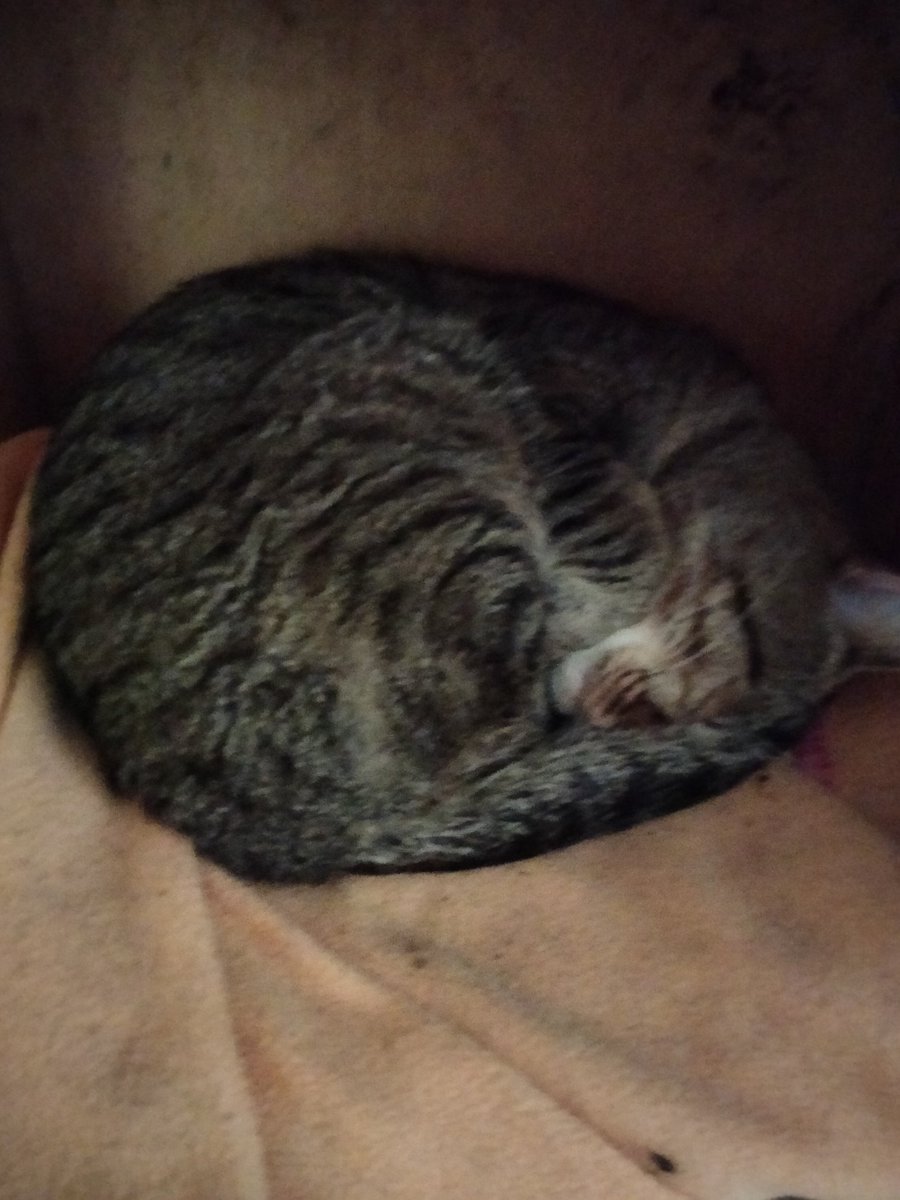 Paolo Angelini (@angelipablo) on Twitter photo 