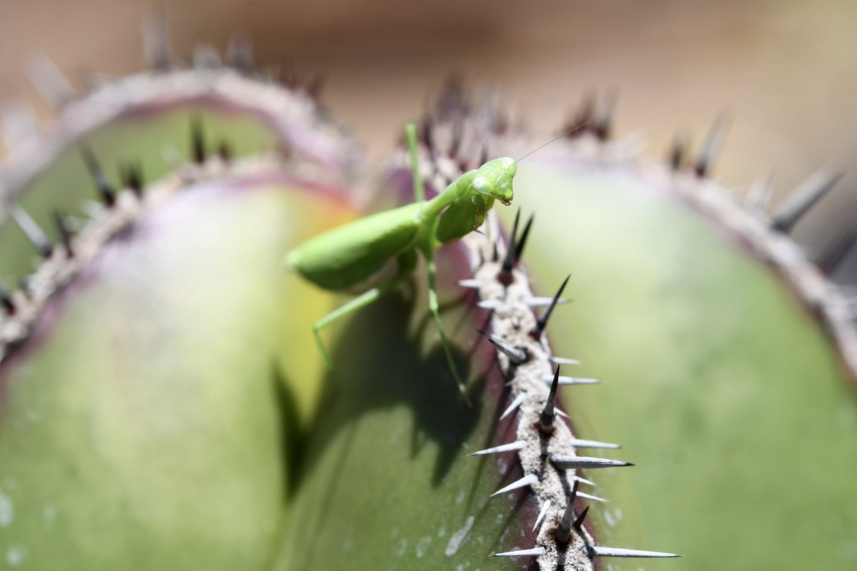 bothayvonne's tweet image. #dPSWeeklyChallenge#dPSSharp