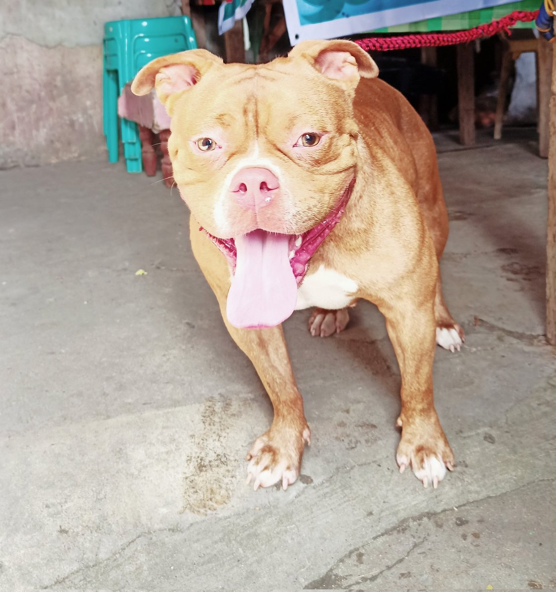 BECNN3's tweet photo. Hello everyone, I'm feeling good now.Thanks God😘😘😘
#Americanbully #Amanda https://t.co/C3KVSLcU8p