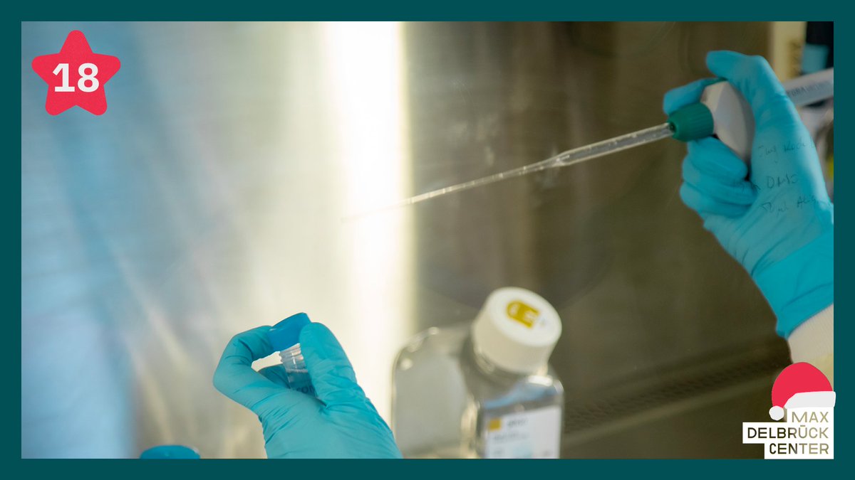 MDC_Berlin's tweet photo. The #mdcBerlin supports #research teams wanting to establish their own company. In the past years, the #biotech spin-offs @TknifeTX (in 2015) and #MyoPax (in 2022) were founded in cooperation with @ChariteBerlin. #mdc30
👉 https://t.co/OuX98b2OtL
👉 https://t.co/ts9BCHLbfx https://t.co/Ml4s59ULaJ