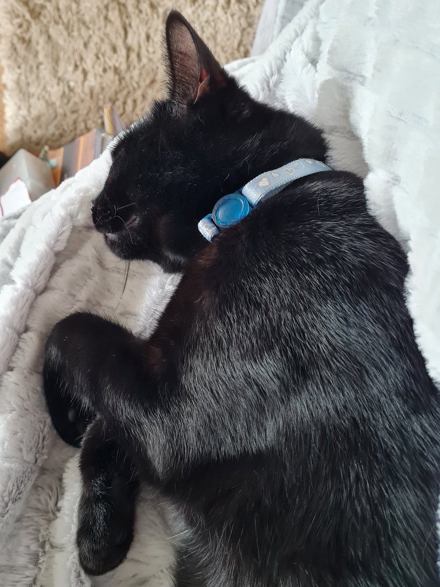 ClaireU3's tweet photo. @TheHuntley This is one of my 11 month old kittens, called Shadow, cuddled up on my cozee home throw! https://t.co/C50ZUT4mie