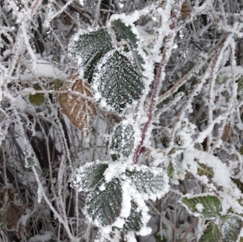 von_Steiner's tweet photo. #Winterimpressionen Brombeer-Blätter mit Raureif https://t.co/Q27hNFbv2P