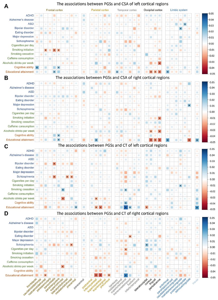 Associations between 14 mental health and cognition polygenic scores and the cortical surface area (CSA) and cortical thickness (CT) of 66 cortical regions (N = 36,799) 🧬🧠

From: sciencedirect.com/science/articl…