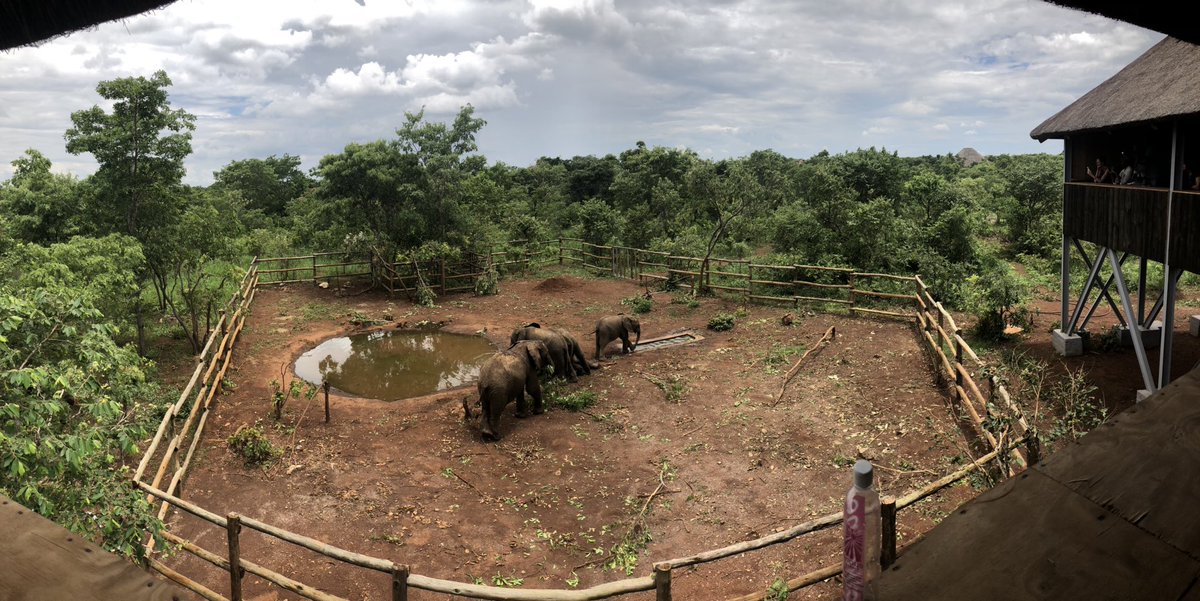 KBeeCurry's tweet image. Happy Holidays! @Web3UserGroup @dynamic_io sharing the love of #Cardano with #Zambia!