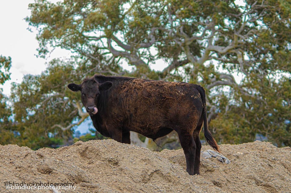blindluckphotog's tweet photo. Moo #cows https://t.co/UUds59sB0b