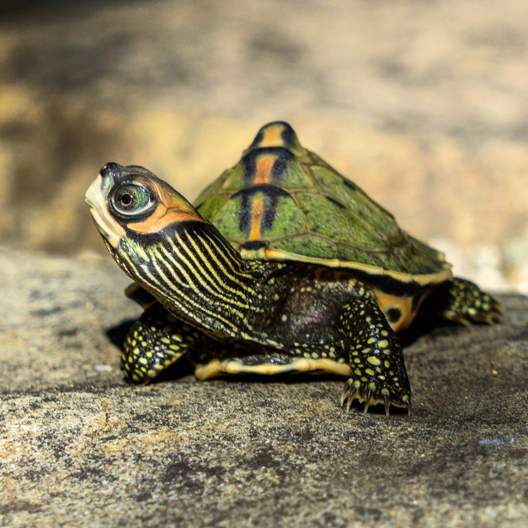 DearTurtles's tweet photo. Cute Turtle 🙂😁🐢🤪
Tag someone who needs to see this💙
-
Follow 👉 @DearTurtles  for more content💓🌼🥰
 #pardalistortoise #sulcatalover #turtlelovers #turtledove #turtlelove #turtlelover #seaturtle #Jungkook
#KIMTAEHYUNG
#SurvivorSeries #ArgentinaVsFrance https://t.co/Vb7oQvW4cd