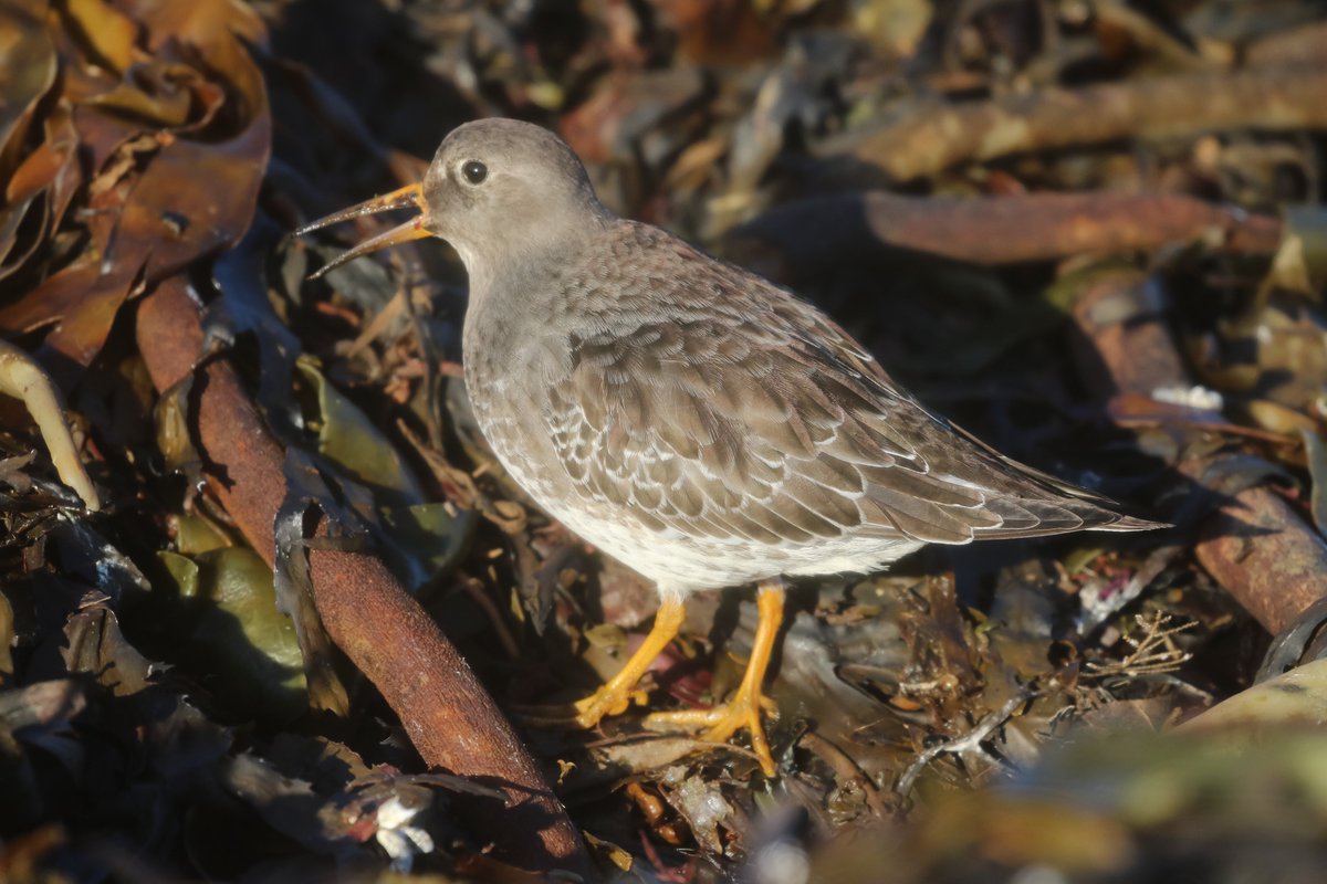 Best count of 21 Purple Sandpipers visiting the Seaweed.S Shields pier.