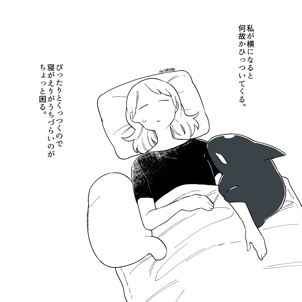 シャチ太郎観察記録🦈👾 ～ぴったり寝～ 