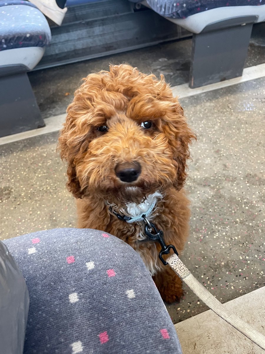 bethrosemc's tweet image. Lola’s first trip on the @c2c_Rail #dogsontrains