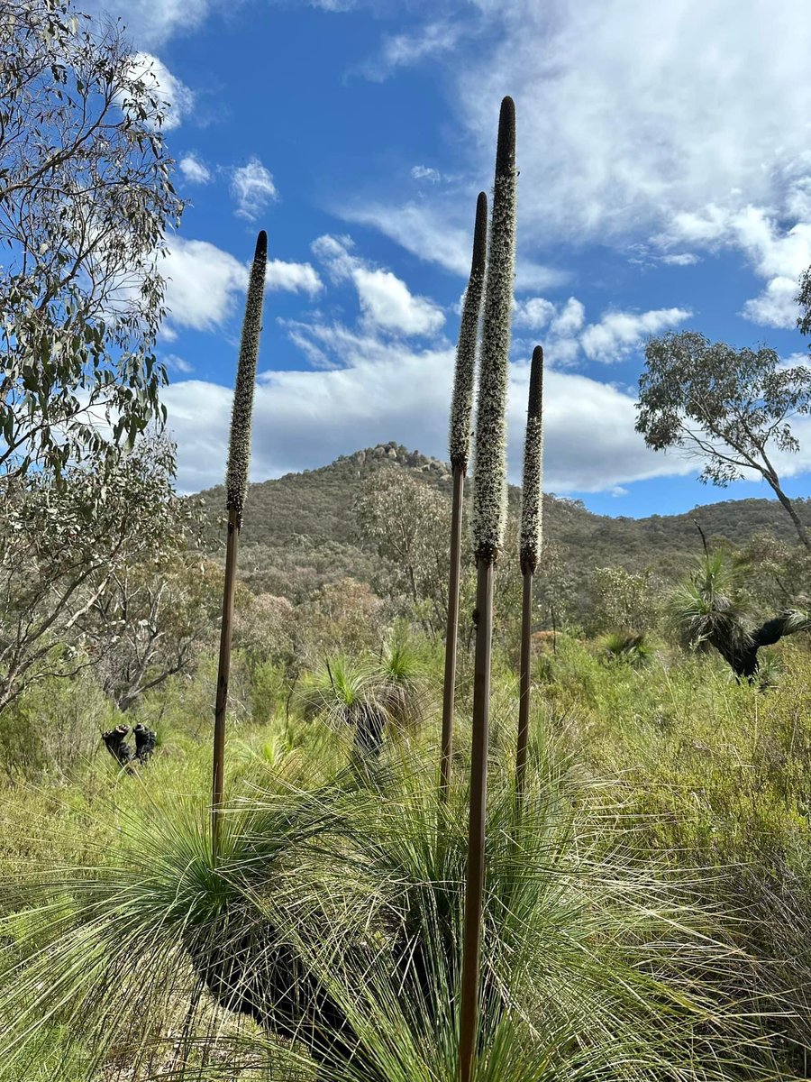 BirrigaiEdu's tweet photo. Thank you to all who participated in programs at @BirrigaiEdu in 2022. We loved sharing our outdoor classroom with you & hope that you take time to rest & recharge by connecting to Country over the break. See you in 2023! π @ACTEducation #OutdoorEducation #ConnectToCountry https://t.co/yRoS3eLBb0