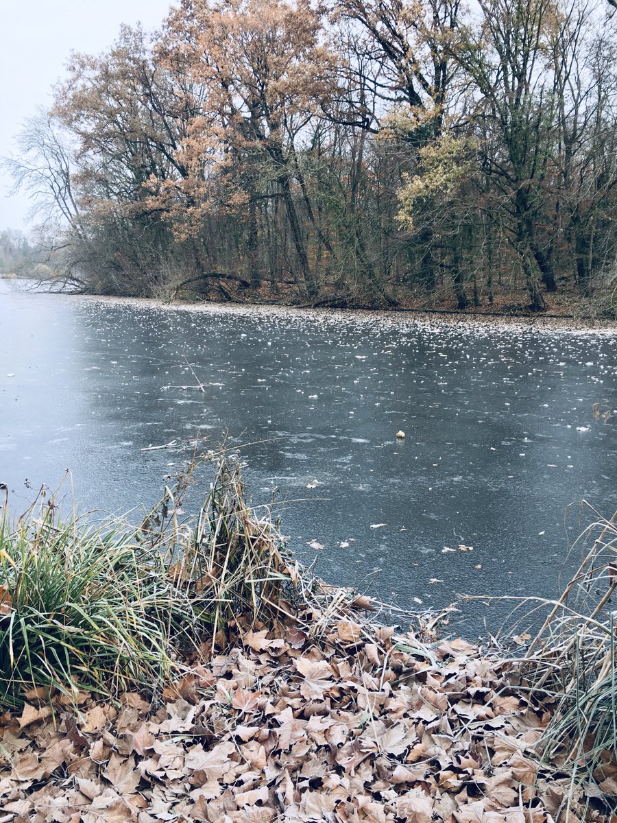 JuL_PERS's tweet photo. Matin d’hiver 🥶 dans le Bois 🌳 de ⁦@VincennesVille⁩ au Lac des Minimes 🧊 🦢 🦆 🤩
⁦@Paris⁩ ⁦@Nogent94130⁩ ⁦@iledefrance⁩ ⁦@valdemarne_94⁩ https://t.co/ynuvAWq26m