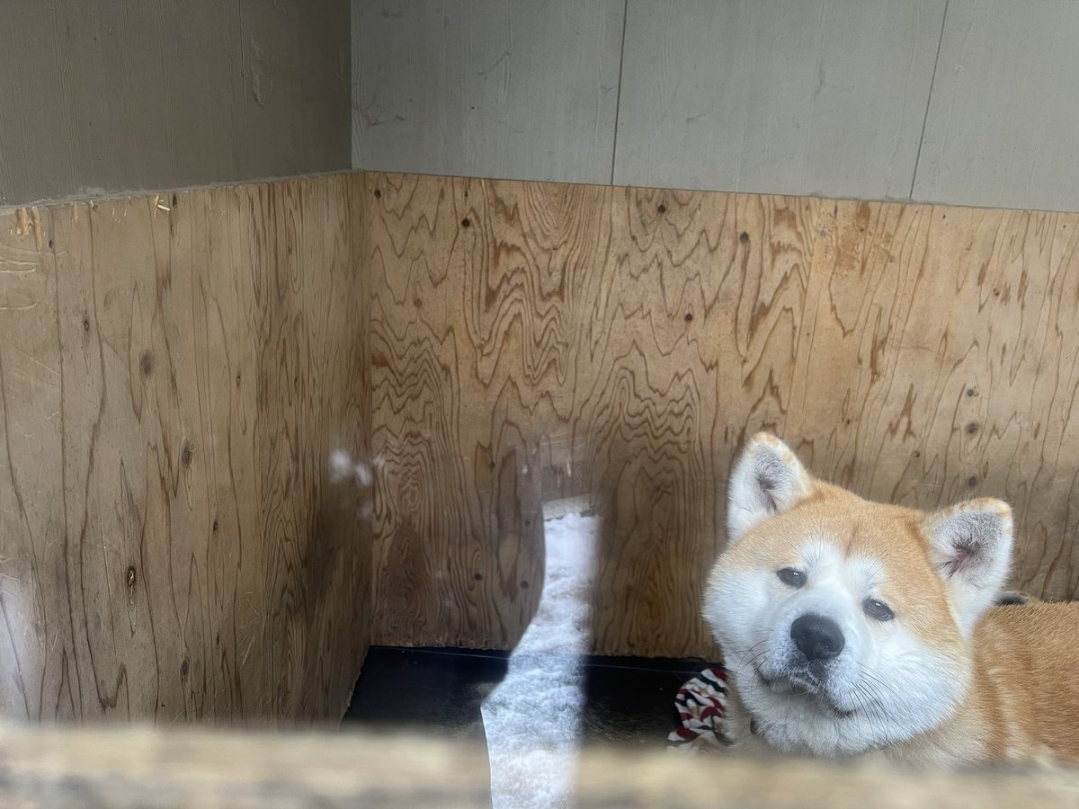 龍上海の犬さんかわゆい🐉🍜🐕🍜✨