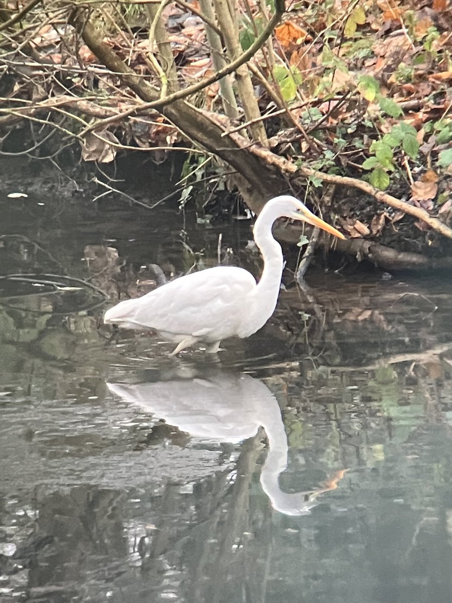 ⁦<a href="/Derbyshirebirds/">Derbyshire Ornithological Society (DOS)</a>⁩ ⁦<a href="/DerbysWildlife/">Derbyshire Wildlife Trust</a>⁩ GWegret feeding in what little water was available earlier near the overflow at Osborne’s pond, Shipley CP.