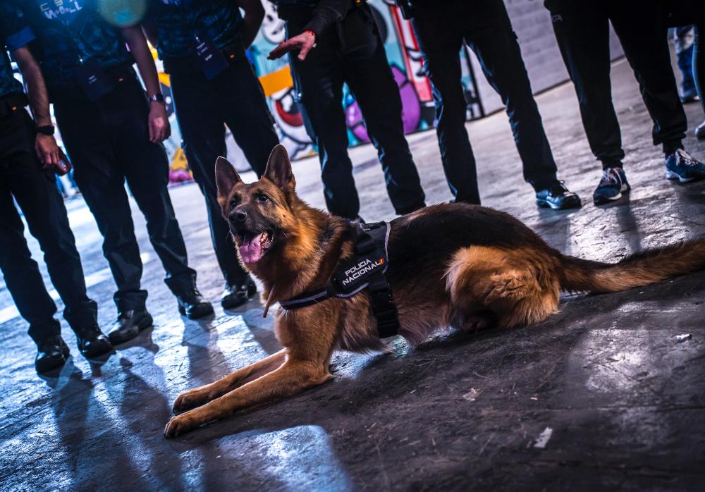 Hoy nuestra unidad de guías caninos 🦮 se ha acercado a visitar el #AmazonGamergy2022 

Han sido toda una expectación en el espacio de <a href="/JUNIOResp_es/">JUNIOR Esports</a> con <a href="/policia/">Policía Nacional</a> 

Gracias @Gamergy por vuestra acogida