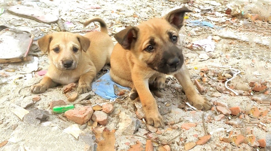 PetGarden4's tweet photo. Homeless Puppies 
https://t.co/CPmxZYuGjC https://t.co/h4rG95p7oK