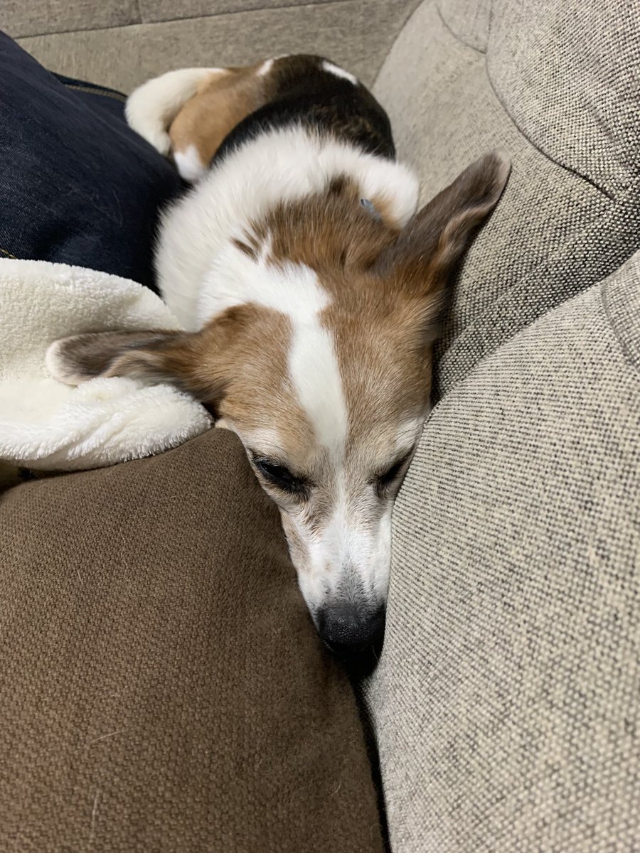 kotaroo07204700's tweet photo. おやすみ🐶 https://t.co/XhALQY7stX