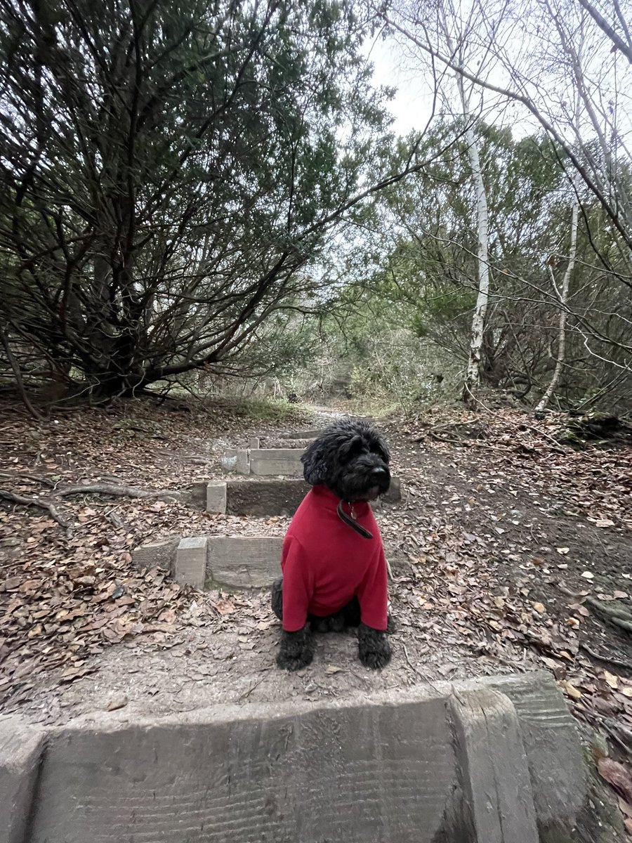 Whiffenpuff's tweet photo. First run in 2 weeks due to injury for me and 4 weeks since bailey was sick.

Probably should have picked a slightly flatter route 🤣 
#Boxhill #AllTheSteps #RoadToChester50 #TryingAt48VeryTrying 🥴 https://t.co/qaJq0Gd9zG