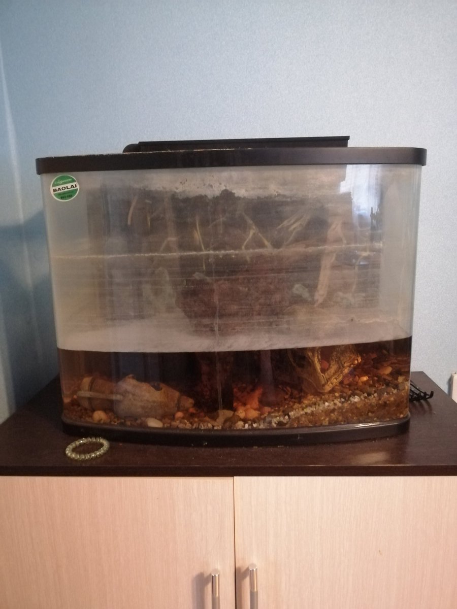Kubertiana's tweet photo. Hey beautiful people!  I have had an aquarium for about 7 years.  Not complicated, but cute.  Then our favorite fish died and it all stopped.  For 2 years. Today my family and I decided that we want to do it again.  Now he lives in a nightmare slurry. 
#NFTfamily #aquarium https://t.co/BwuKKu2zUS