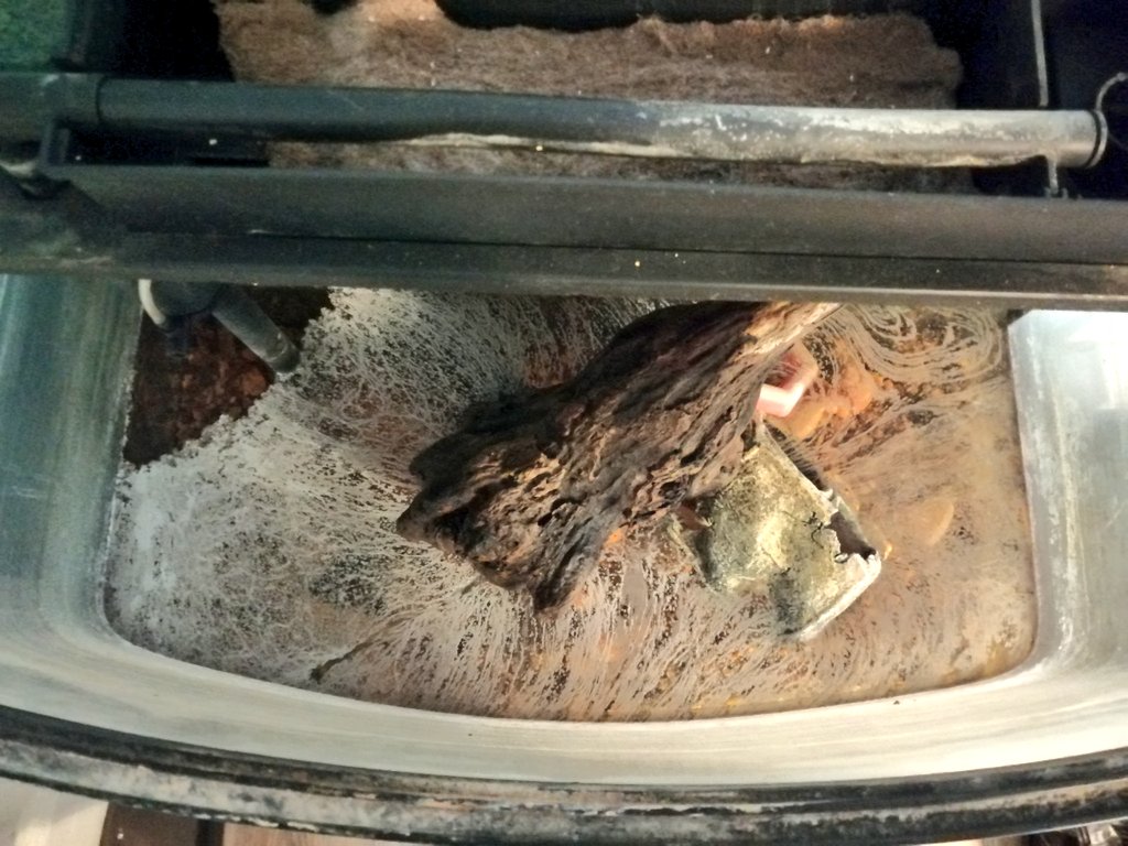 Kubertiana's tweet photo. Hey beautiful people!  I have had an aquarium for about 7 years.  Not complicated, but cute.  Then our favorite fish died and it all stopped.  For 2 years. Today my family and I decided that we want to do it again.  Now he lives in a nightmare slurry. 
#NFTfamily #aquarium https://t.co/BwuKKu2zUS