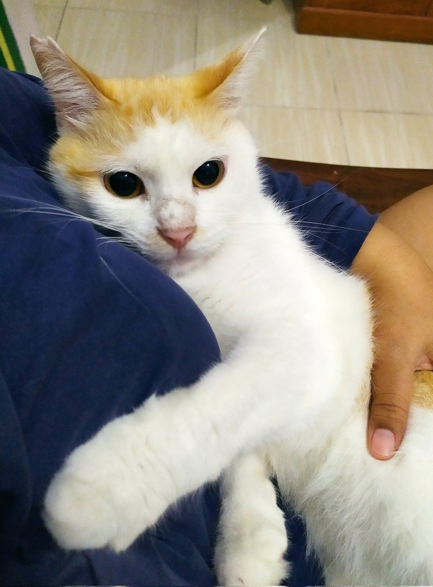 kochengfs's tweet photo. 🐈‍⬛ mana tunjukin bayi manja kalian 😤 https://t.co/803VxaVNcB