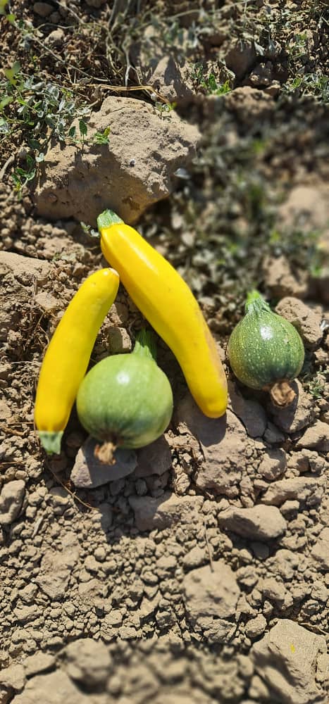 kame31000's tweet photo. منتوج بلادي 🇩🇿
Quand c'est un jeune qui touche la terre
Carottes,Dragons, courgettes et tomates cerises dans toutes les couleurs
C'est a #Oran #Madagh
Produits #Bio 100% https://t.co/hM7sfRUM55